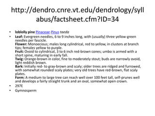 http://dendro.cnre.vt.edu/dendrology/syllabus/factsheet.cfm?ID=110red pinePinaceaePinus resinosaLeaf: Evergreen needles, 4 to 6 inches long, with two needles per fascicle that snap cleanly when bent, dark green. Flower: Monoecious; males almost round, light red, in large clusters at branch tips; females a round, short cone, reddish brown. Fruit: Cones are ovoid, 1 1/2 to 2 1/2 inches long, shiny chestnut brown, umbo is not armed, maturing in early summer. Twig: Medium textured, orange-brown in color with narrow, ovoid orange-brown buds. Bark: On young trees, red-brown or pink to gray, flaky; eventually becoming plated, the plates have scaly surfaces with a reddish tinge. Form: A medium size tree reaching up to 90 feet tall, with oval crown and a clear bole. Foliage is tufted, resembling a fox tail.293EGymnosperm