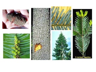 Leaf: Flattened needles, about 3/4 to 2 inches long, dark yellow-green above with 2 white bands below; apex rounded or notched; spirally arranged but flattened into 2 ranks especially lower in the crown; vary in length with lengths alternating on the twig; grow parallel to one another but perpendicular to the twig. Flower:Monoecious; male cones yellowish and borne beneath the leaves; female cones yellowish-green to green and borne upright near the top of the crown. Fruit: Cones are 2 to 4 inches long, barrel-shaped, and borne upright on the twig; cone scales are deciduous, falling from the cone as seeds ripen; green to purplish green when mature. Twig: Stiff, olive to reddish brown, and covered with round, flat leaf scars when needles fall. Buds are large, rounded, and covered with pitch; terminal buds usually occur in clusters of three or more. Bark: When young grayish green and covered with resin blisters; with age becoming 2 to 3 inches thick, grayish brown and mottled, often furrowed with flattened ridges; inner bark is purple-red. Form: A large evergreen, commonly 150 to 200 feet tall and 3 to 4 feet in diameter. It develops a long narrow crown of dense foliage, often rounded or flat-topped at maturity.  