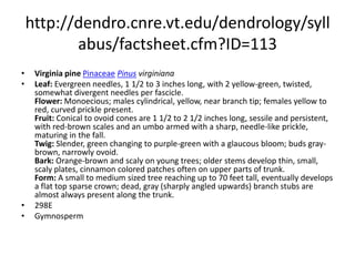 http://dendro.cnre.vt.edu/dendrology/syllabus/factsheet.cfm?ID=33pitch pinePinaceaePinus rigidaLeaf: Evergreen needles, 2 1/2 to 5 inches long, with three twisted needles per fascicle, yellow-green to green. Flower: Monoecious; males cylindrical, red to yellow, in large clusters at twig tips; females yellow to red, with small, curved scales. Fruit: Cones are ovoid, 2 to 4 inches long, light brown in color; umbo is armed with a short, stout prickle; cones are often persistent for many years; maturing in fall. Twig: Orange-brown and moderately stout; buds narrowly ovoid, light gray-brown. Bark: Dark and scaly when young, developing red-brown or yellow-brown thick flat plates with deep furrows; sprouts of needles may be present. Form: Extremely variable; short and poorly formed on poor sites, but can be a straight, medium sized tree reachin 80 feet tall on better sites; epicormic sprouting is common.  294EGymnosperm