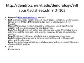 http://dendro.cnre.vt.edu/dendrology/syllabus/factsheet.cfm?ID=111eastern white pinePinaceaePinus strobusLeaf: Evergreen needles, 3 to 5 inches long, with five, slender, flexible needles per fascicle; fascicle sheath deciduous, needles appear blue-green because of 3 or more glaucous lines of stomata. Flower: Monoecious; males cylindrical, yellow, in clusters near branch tips; females light green, tinged in red, at ends of branches. Fruit: Cones are 4 to 7 inches long, cylindrical, with thick, rounded cone scales, very resinous, borne on a long stalk and maturing in late summer. Twig: Slender, gray-green to orange-brown in color; buds long, ovoid, reddish brown. Bark: On young trees, thin, smooth and gray-green with some lighter splotty patches; later becoming thick, reddish brown to gray-brown with prominent finely scaly, rounded, long ridges and darker furrows. Form: A large tree with a very straight trunk often reaching well over 100 feet in height. The crown is conical when young, later developing wispy, horizontal, upturning branches.  296EGymnosperm