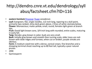 http://dendro.cnre.vt.edu/dendrology/syllabus/factsheet.cfm?ID=34loblolly pinePinaceaePinus taedaLeaf: Evergreen needles, 6 to 9 inches long, with (usually) three yellow-green needles per fascicle. Flower: Monoecious; males long cylindrical, red to yellow, in clusters at branch tips; females yellow to purple. Fruit: Ovoid to cylindrical, 3 to 6 inch red-brown cones; umbo is armed with a short spine, maturing in early fall. Twig: Orange-brown in color, fine to moderately stout; buds are narrowly ovoid, light reddish brown. Bark: Initially red- to gray-brown and scaly; older trees are ridged and furrowed, with somewhat rounded scaly plates; very old trees have red-brown, flat scaly plates. Form: A medium to large tree can reach well over 100 feet tall, self-prunes well and develops a fairly straight trunk and an oval, somewhat open crown.  297EGymnosperm