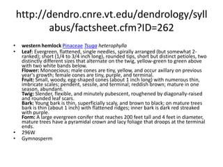 http://dendro.cnre.vt.edu/dendrology/syllabus/factsheet.cfm?ID=113Virginia pinePinaceaePinus virginianaLeaf: Evergreen needles, 1 1/2 to 3 inches long, with 2 yellow-green, twisted, somewhat divergent needles per fascicle. Flower: Monoecious; males cylindrical, yellow, near branch tip; females yellow to red, curved prickle present. Fruit: Conical to ovoid cones are 1 1/2 to 2 1/2 inches long, sessile and persistent, with red-brown scales and an umbo armed with a sharp, needle-like prickle, maturing in the fall. Twig: Slender, green changing to purple-green with a glaucous bloom; buds gray-brown, narrowly ovoid. Bark: Orange-brown and scaly on young trees; older stems develop thin, small, scaly plates, cinnamon colored patches often on upper parts of trunk. Form: A small to medium sized tree reaching up to 70 feet tall, eventually develops a flat top sparse crown; dead, gray (sharply angled upwards) branch stubs are almost always present along the trunk.  298EGymnosperm