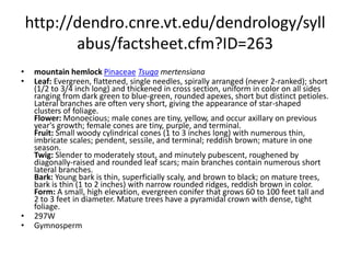 http://dendro.cnre.vt.edu/dendrology/syllabus/factsheet.cfm?ID=105Douglas-firPinaceaePseudotsuga menziesiiLeaf: Evergreen, single needles that lack woody pegs or suction cups, yellow-green to blue-green, 3/4 to 1 1/4 inches long, tips blunt or slightly rounded, very fragrant. Flower: Monoecious; males oblong, red to yellow, near branch tips; females reddish, with long bracts, occurring near branch tips. Fruit: Very distinctive, 3 to 4 inches long with rounded scales. Three-lobed bracts extend beyond the cone scales and resemble mouse posteriors. Maturing in late summer. Twig: Slender and red-brown, with long, sharp, pointed, red-brown buds. Bark: Smooth and gray on young stems, becoming thickened, red-brown with ridges and deep furrows. Form: A pyramidal crown that is somewhat open and self-prunes poorly. Stems are characteristically straight.  294WGymnosperm
