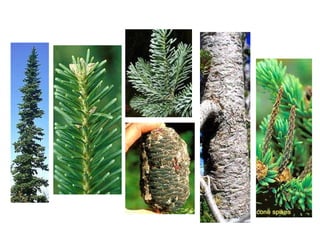 Gymnosperm