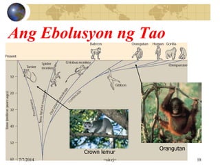 Ang Ebolusyon ng Tao
Crown lemur
Orangutan
7/7/2014 =sir.rj= 18
 