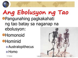 Ang Ebolusyon ng Tao
Pangunahing pagkakahati
ng tao batay sa naganap na
ebolusyon:
Homonoid
Hominid
Australopithecus
Homo
7/7/2014 =sir.rj= 19
 