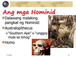 Ang mga Hominid
Dalawang malaking
pangkat ng Hominid:
Australopithecus
“Southern Ape” o “unggoy
mula sa timog”
Homo
7/7/2014 =sir.rj= 21
 