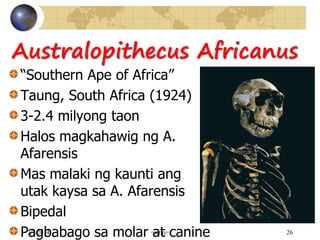 Australopithecus Africanus
“Southern Ape of Africa”
Taung, South Africa (1924)
3-2.4 milyong taon
Halos magkahawig ng A.
Afarensis
Mas malaki ng kaunti ang
utak kaysa sa A. Afarensis
Bipedal
Pagbabago sa molar at canine7/7/2014 =sir.rj= 26
 