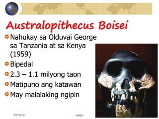Australopithecus Boisei
Nahukay sa Olduvai George
sa Tanzania at sa Kenya
(1959)
Bipedal
2.3 – 1.1 milyong taon
Matipuno ang katawan
May malalaking ngipin
7/7/2014 =sir.rj= 27
 
