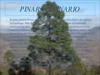 PINAR  CANARIO ,[object Object]
