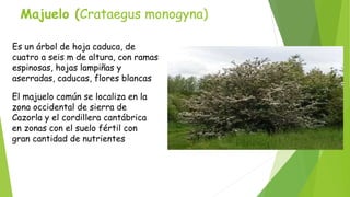 Majuelo (Crataegus monogyna) 
Es un árbol de hoja caduca, de 
cuatro a seis m de altura, con ramas 
espinosas, hojas lampiñas y 
aserradas, caducas, flores blancas 
El majuelo común se localiza en la 
zona occidental de sierra de 
Cazorla y el cordillera cantábrica 
en zonas con el suelo fértil con 
gran cantidad de nutrientes 
 