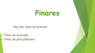 Pinares 
Hay dos tipos de pinares: 
 -Pinar de montaña 
 -Pinar de pino piñonero 
 
