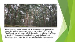 En concreto, en la Sierra de Guadarrama los pinares de 
montaña aparecen en una banda entre los 1.700 y los 
2.000 metros, en especial de la variedad silvestre (Pinus 
sylvestris), también llamado albar o de Valsaín; en 
Somosierra al tener un clima más lluvioso, no aparece. 
 