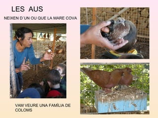 LES AUS
NEIXEN D´UN OU QUE LA MARE COVA
VAM VEURE UNA FAMÍLIA DE
COLOMS
 