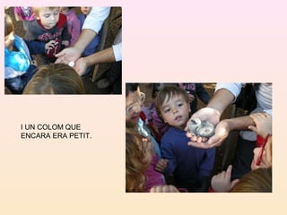 I UN COLOM QUE
ENCARA ERA PETIT.
 