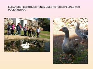 ELS ÀNECS I LES OQUES TENEN UNES POTES ESPECIALS PER
PODER NEDAR.
 