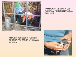 VAM DONAR MENJAR A LES
AUS I VAM PODER ENTRAR AL
GALLINER.
ANAVEM RECOLLINT PLOMES
PERQUÈ PEL TERRA N´HI HAVIA
MOLTES!
 