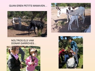 QUAN EREN PETITS MAMAVEN…
NOLTROS ELS VAM
DONAR GARROVES…
 
