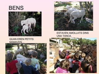 BENS
QUAN EREN PETITS
MAMAVEN…
ESTAVEN AMOLLATS DINS
UNA TANCA.
 