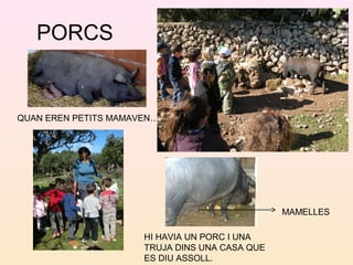 PORCS
QUAN EREN PETITS MAMAVEN…
HI HAVIA UN PORC I UNA
TRUJA DINS UNA CASA QUE
ES DIU ASSOLL.
MAMELLES
 