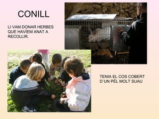 CONILL
LI VAM DONAR HERBES
QUE HAVÍEM ANAT A
RECOLLIR.
TENIA EL COS COBERT
D´UN PÈL MOLT SUAU
 