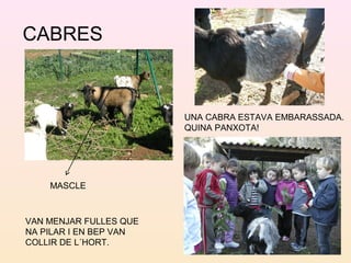 CABRES
MASCLE
VAN MENJAR FULLES QUE
NA PILAR I EN BEP VAN
COLLIR DE L´HORT.
UNA CABRA ESTAVA EMBARASSADA.
QUINA PANXOTA!
 