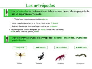 Los artrópodos Los  artrópodos  son animales invertebrados que tienen el cuerpo cubierto por un caparazón articulado. Todos los artrópodos son animales  ovíparos . Los artrópodos que viven en la tierra, respiran por  tráqueas . Los artrópodos que viven en el agua respiran por  branquias . Hay diferentes grupos de artrópodos:  insectos ,  arácnidos ,  crustáceos  y  miriápodos . Hay artrópodos, como la mariposa, que  vuelan . Otros como las arañas,  andan ; otros como las gambas,  nadan . INSECTOS Libélula  ARÁCNIDOS Escorpión CRUSTÁCEOS Carabinero  MIRIÁPODOS Escolopendra 