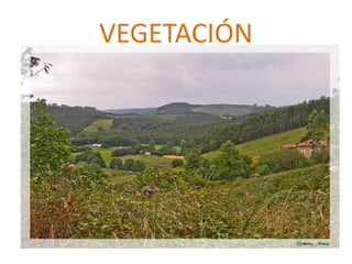 VEGETACIÓN
 