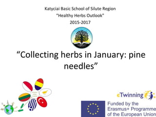 “Collecting herbs in January: pine
needles”
Katyciai Basic School of Silute Region
“Healthy Herbs Outlook”
2015-2017
 