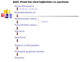 Şekil: Pineal bez nöral bağlantıları ve uyarılması
 Retina (Melanopsin)
      Karanlık uyarır, ışık suprese eder

 Retinohipotalamik yol

 Suprakiazmatik nukleus
                                           Hipotalamus

 Paraventriküler nukleus

 Orta beyin

 Spinal kord


 Superior servikal ganglion

 Postsnaptik ganglionik nöronlar

 Pineal bez
 