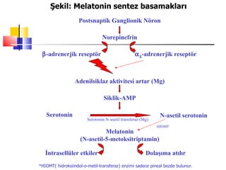 Şekil: Melatonin sentez basamakları
                    Postsnaptik Ganglionik Nöron

                                Norepinefrin

 β-adrenerjik reseptör                            α 1-adrenerjik reseptör
                                          

                  Adenilsiklaz aktivitesi artar (Mg)

                                 Siklik-AMP

   Serotonin                                                  N-asetil serotonin
                        Serotonin N-asetil transferaz (Mg)
                                                             HIOMT
                              Melatonin
                    (N-asetil-5-metoksitriptamin)

   İntrasellüler etkiler                                Dolaşıma atılır
*HIOMT( hidroksiindol-o-metil-transferaz) enzimi sadece pineal bezde bulunur.
 
