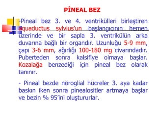PİNEAL BEZ
-Pineal bez 3. ve 4. ventrikülleri birleştiren
aquaductus sylvius’un başlangıcının hemen
üzerinde ve bir sapla 3. ventrikülün arka
duvarına bağlı bir organdır. Uzunluğu 5-9 mm,
çapı 3-6 mm, ağırlığı 100-180 mg civarındadır.
Puberteden sonra kalsifiye olmaya başlar.
Kozalağa benzediği için pineal bez olarak
tanınır.
- Pineal bezde nöroglial hücreler 3. aya kadar
baskın iken sonra pinealositler artmaya başlar
ve bezin % 95’ini oluştururlar.
 