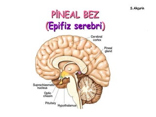 S.Akçurin
                   S.Akç

  PİNEAL BEZ
(Epifiz serebri)
 