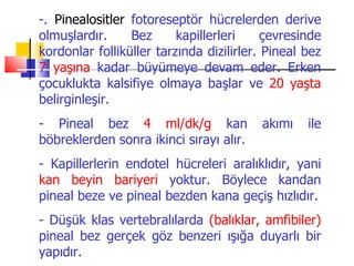 -. Pinealositler fotoreseptör hücrelerden derive
olmuşlardır.     Bez      kapillerleri     çevresinde
kordonlar folliküller tarzında dizilirler. Pineal bez
7 yaşına kadar büyümeye devam eder. Erken
çocuklukta kalsifiye olmaya başlar ve 20 yaşta
belirginleşir.
- Pineal bez 4 ml/dk/g kan               akımı    ile
böbreklerden sonra ikinci sırayı alır.
- Kapillerlerin endotel hücreleri aralıklıdır, yani
kan beyin bariyeri yoktur. Böylece kandan
pineal beze ve pineal bezden kana geçiş hızlıdır.
- Düşük klas vertebralılarda (balıklar, amfibiler)
pineal bez gerçek göz benzeri ışığa duyarlı bir
yapıdır.
 