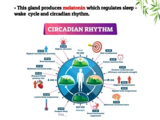 • This gland produces melatonin which regulates sleep -
wake cycle and circadian rhythm.
 