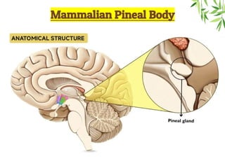 Mammalian Pineal Body
 