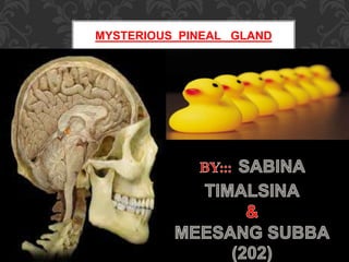 MYSTERIOUS PINEAL GLAND
 