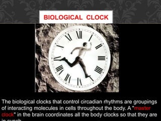 BIOLOGICAL CLOCK
The biological clocks that control circadian rhythms are groupings
of interacting molecules in cells throughout the body. A "master
clock" in the brain coordinates all the body clocks so that they are
 