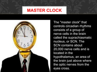 MASTER CLOCK
The "master clock" that
controls circadian rhythms
consists of a group of
nerve cells in the brain
called the suprachiasmatic
nucleus, or SCN. The
SCN contains about
20,000 nerve cells and is
located in the
hypothalamus, an area of
the brain just above where
the optic nerves from the
eyes cross.
 