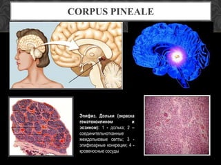 CORPUS PINEALE
Эпифиз. Дольки (окраска
гематоксилином и
эозином): 1 - долька; 2 –
соединительнотканные
междольковые септы; 3 -
эпифизарные конкреции; 4 -
кровеносные сосуды
 