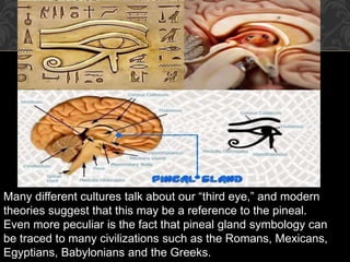 CONTROVERSIAL ::: THIRD -
EYE
Many different cultures talk about our “third eye,” and modern
theories suggest that this may be a reference to the pineal.
Even more peculiar is the fact that pineal gland symbology can
be traced to many civilizations such as the Romans, Mexicans,
Egyptians, Babylonians and the Greeks.
 