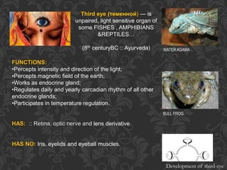 WATER AGAMA :.
BULL FROG.
Third eye (теменной) — is
unpaired, light sensitive organ of
some FISHES , AMPHIBIANS
&REPTILES…
(8th centuryBC :: Ayurveda)
FUNCTIONS:
•Percepts intensity and direction of the light;
•Percepts magnetic field of the earth;
•Works as endocrine gland;
•Regulates daily and yearly carcadian rhythm of all other
endocrine glands;
•Participates in temperature regulation.
HAS: :: Retina, optic nerve and lens derivative
HAS NO: Iris, eyelids and eyeball muscles.
Development of third-eye
 