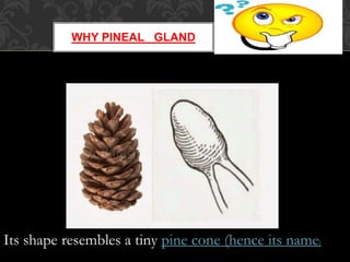 WHY PINEAL GLAND
Its shape resembles a tiny pine cone (hence its name)
 