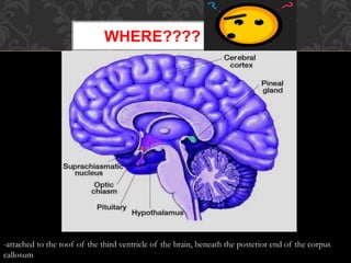 The Pineal Gland
. It is stimulated by nerves from the eyes.
WHERE????
-attached to the roof of the third ventricle of the brain, beneath the posterior end of the corpus
callosum
 