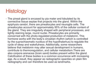 Histology
• The pineal gland is encased by pia mater and lobulated by its
connective tissue septae that projects into the gland. Within the
epiphysis cerebri, there are pinealocytes and neuroglia cells. The
pinealocytes account for approximately 95% of the cellular content of
the gland. They are irregularly shaped with peripheral processes, and
lightly staining large, round nuclei. Pinealocytes are primarily
concerned with the photo-regulated production of melatonin. This
hormone works with the body’s circadian rhythm (which is controlled
by the suprachiasmatic nucleus of the hypothalamus) to regulate the
cycle of sleep and wakefulness. Additionally, some researchers
believe that melatonin may alter sexual development in humans,
contribute to thermoregulation, and cellular metabolism.There are
also corpora arenacea (brain sand) bodies present within the gland.
Calcification of these bodies is a common occurrence with increasing
age. As a result, they appear as radiographic opacities on plain film
radiography and can therefore be used as landmarks.
 