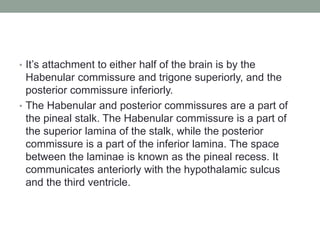 • It’s attachment to either half of the brain is by the
Habenular commissure and trigone superiorly, and the
posterior commissure inferiorly.
• The Habenular and posterior commissures are a part of
the pineal stalk. The Habenular commissure is a part of
the superior lamina of the stalk, while the posterior
commissure is a part of the inferior lamina. The space
between the laminae is known as the pineal recess. It
communicates anteriorly with the hypothalamic sulcus
and the third ventricle.
 