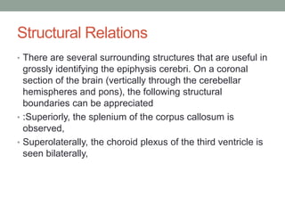 Structural Relations
• There are several surrounding structures that are useful in
grossly identifying the epiphysis cerebri. On a coronal
section of the brain (vertically through the cerebellar
hemispheres and pons), the following structural
boundaries can be appreciated
• :Superiorly, the splenium of the corpus callosum is
observed,
• Superolaterally, the choroid plexus of the third ventricle is
seen bilaterally,
 