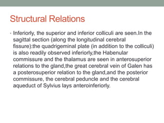Structural Relations
• Inferiorly, the superior and inferior colliculi are seen.In the
sagittal section (along the longitudinal cerebral
fissure):the quadrigeminal plate (in addition to the colliculi)
is also readily observed inferiorly,the Habenular
commissure and the thalamus are seen in anterosuperior
relations to the gland,the great cerebral vein of Galen has
a posterosuperior relation to the gland,and the posterior
commissure, the cerebral peduncle and the cerebral
aqueduct of Sylvius lays anteroinferiorly.
 