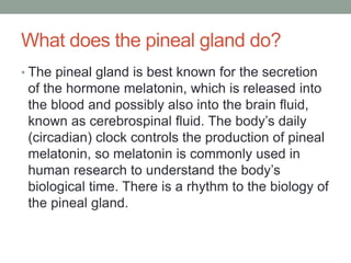 What does the pineal gland do?
• The pineal gland is best known for the secretion
of the hormone melatonin, which is released into
the blood and possibly also into the brain fluid,
known as cerebrospinal fluid. The body’s daily
(circadian) clock controls the production of pineal
melatonin, so melatonin is commonly used in
human research to understand the body’s
biological time. There is a rhythm to the biology of
the pineal gland.
 