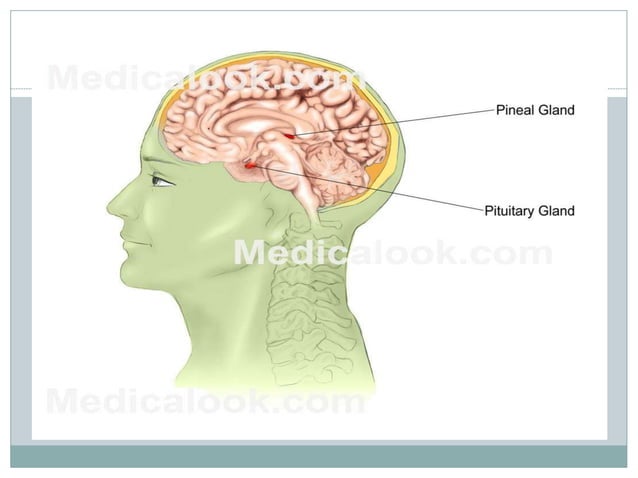 Pineal gland | PPTX | Brain and Nervous System Disorders | Diseases and ...